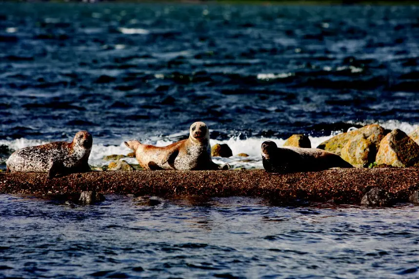 Westport Cruises Clew Bay Seals