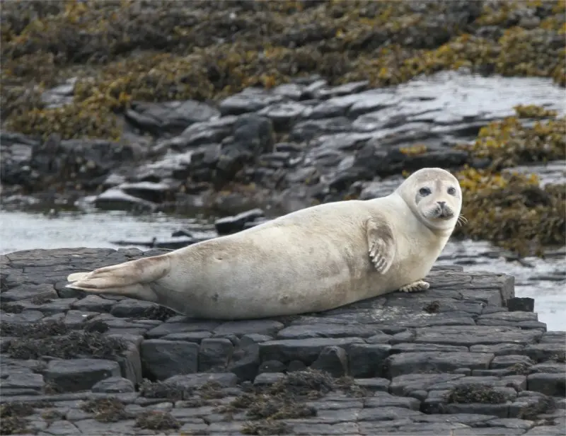 Seals Clew Bay